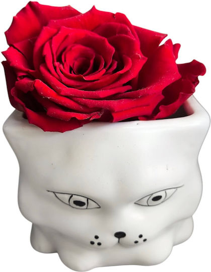 Red All Saints Rose White Mini Ceramic Cat H 7cm Milva Flowers