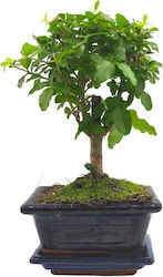Authentic Bonsai Ligustrum Sinense Baby