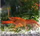 Αστακός Red 4-5cm