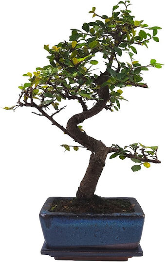 Αυθεντικό Μπονσάι Zelkova