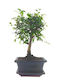 Автентично Бонсай Zelkova Parvifolia Бебе