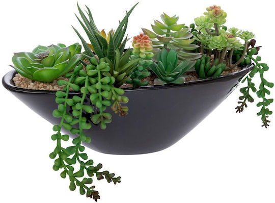 Planta Suculentă în Ghiveci Negru Iliadis