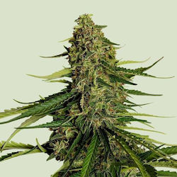 Royal Queen Seeds Mint Seeds