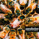 Paradise Lost Believe In Nothing Cd