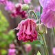 Βολβος Aquilegia Διπλη Ροζ