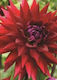 Dahlia Seeds 490-F20-001