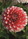 Dahlia Seeds Edinburgh 490-F14-001