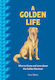 A Golden Life: What To Know And Love About The Golden Retriever (favorite Dog)