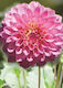 Dahlia Seeds 490-F34-001