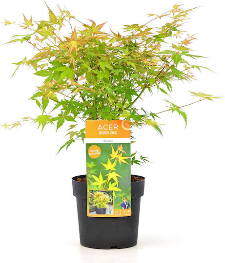 Acer Palmatum “katsura”