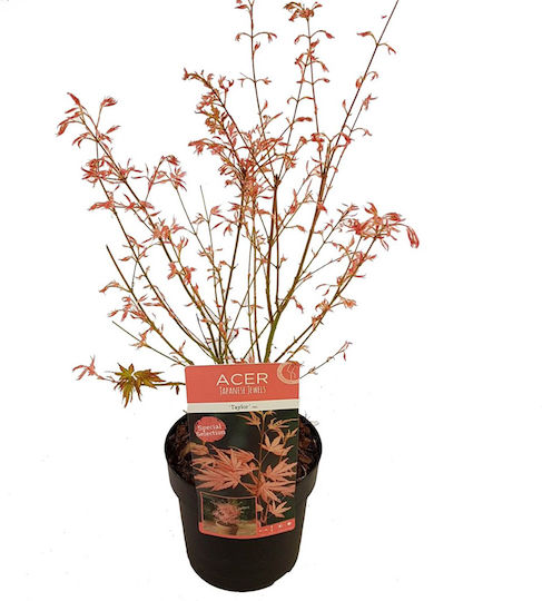 Acer Palmatum “taylor”