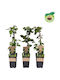 Mure Negre Bush Blackberry Bush