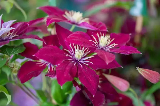 Clematis 'niobe' Clematis 'niobe'