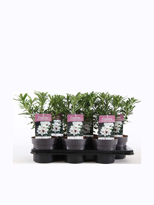 Δάφνη Daphne Trans Eternal Fragrance Αρωματικη Δάφνη Daphne Trans Eternal Fragrance Αρωματικη