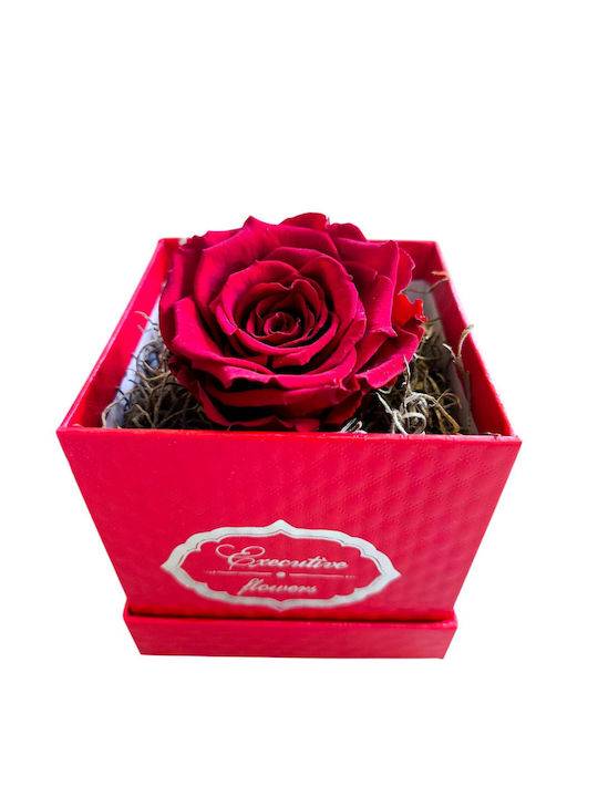 All Saints Red Rose 10x10cm Box Red Moss Tillandsia Milva Flowers