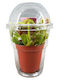 Dionaea Baby Kleines Topf Pflanze