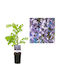 "Глициния Ароматна" Wisteria Sinensis Prolific