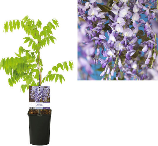 "Глициния Ароматна" Wisteria Sinensis Prolific