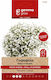 Gemma Семена Gypsophila