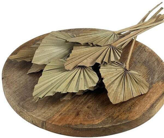 Palm Spear Branch Medium Set 10 Natural 14x14cm
