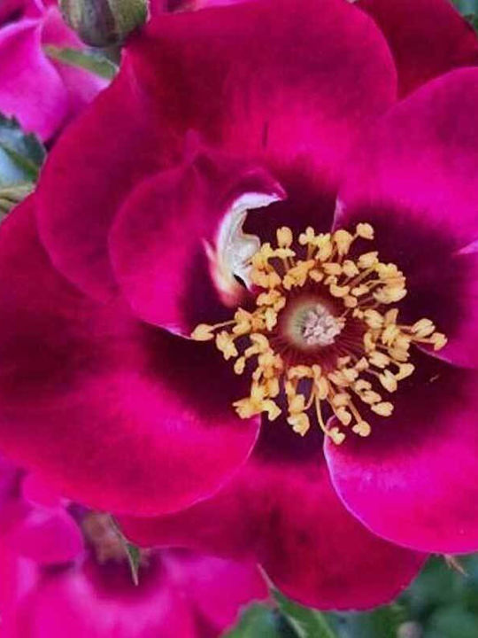 Rosa Babylon Eyes 'diva' 3lt Rosa Babylon Eyes 'diva' 3lt