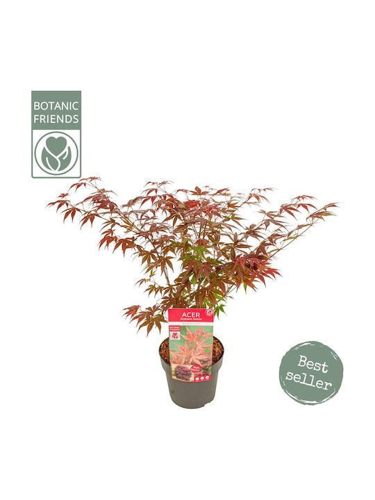 Ιαπωνικός Σφένδαμος “acer Palmatum Atropurpureum” – 15 Εκ