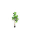 Sarian Ficus in Pot Atmosphera