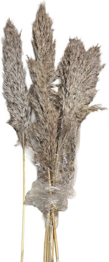 Plantă Uscată Pampas Grass HOMie Plantă Uscată Pampas Grass HOMie