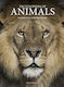 Encyclopedia Of Animals - Amber Books Ltd - Hardback