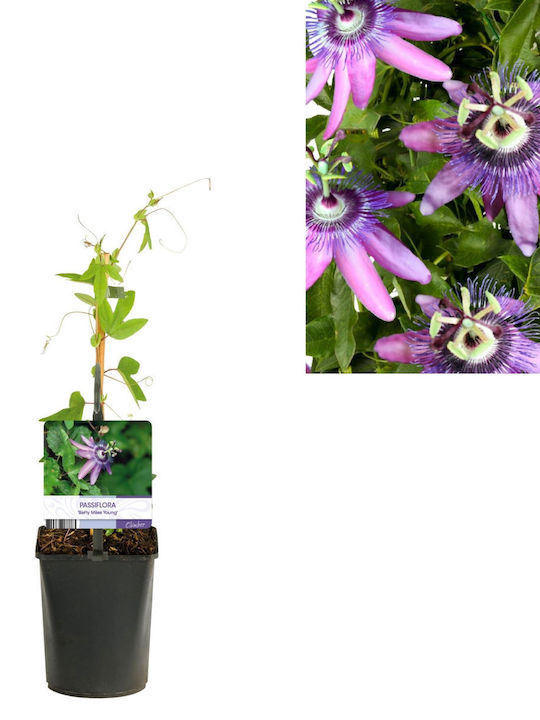 "ρολογιά-λουλούδι Του Πάθους" Passiflora Betty Miles Young "ρολογιά-λουλούδι Του Πάθους" Passiflora Betty Miles Young