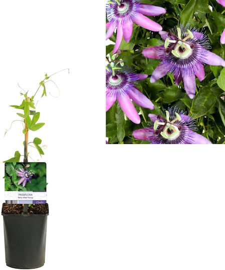 Passion Flower Passiflora Betty Miles Young