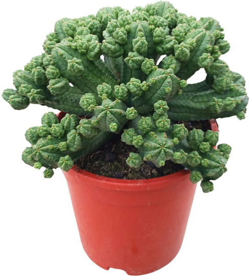 Euphorbia Tubiglans