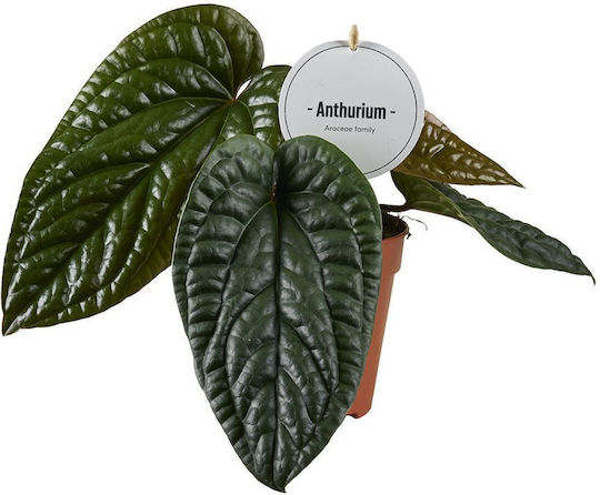 Floare de coadă (Anthurium) Anthurium Luxurians X Radicans
