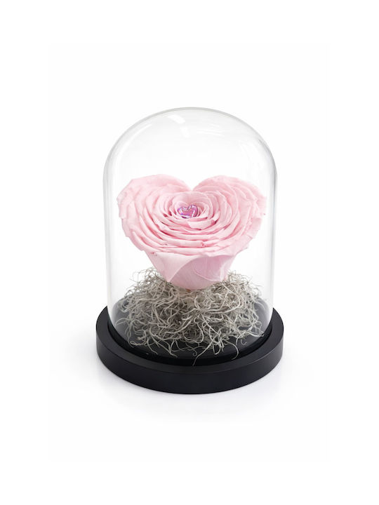 All Saints Pink Rose Heart Glass Dome H 21cm Base Diameter 14 Cm