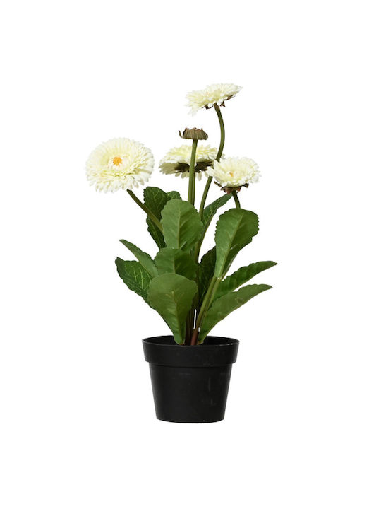 Crizanteme Înflorite Plantă În Ghiveci 20x20x30...