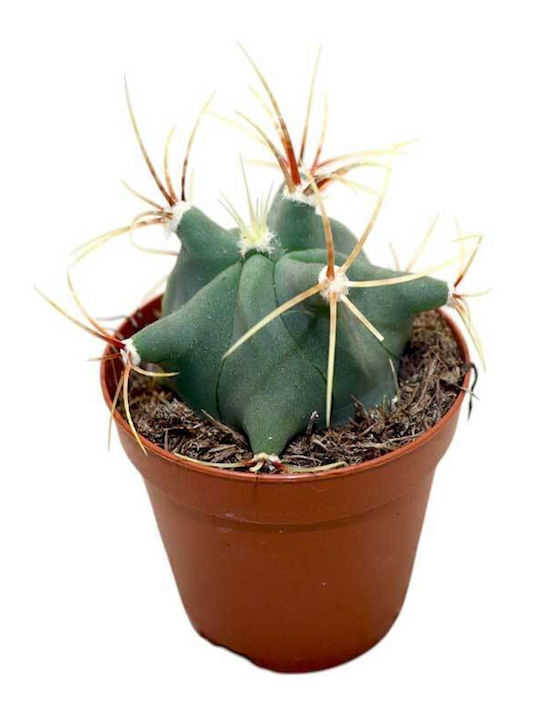 Ferocactus Emoryi 5.5cm Ferocactus Emoryi 5.5cm