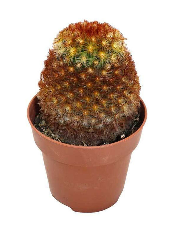 Mammillaria Carmenae F Rubrispina 8,5 cm Mammillaria Carmenae F Rubrispina 8,5 cm