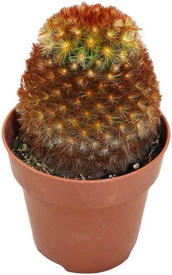 Mammillaria Carmenae F Rubrispina 8.5см Mammillaria Carmenae F Rubrispina 8.5см