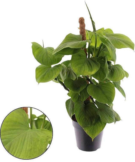 Philodendron Fibraecataphyllum Peru 12cm