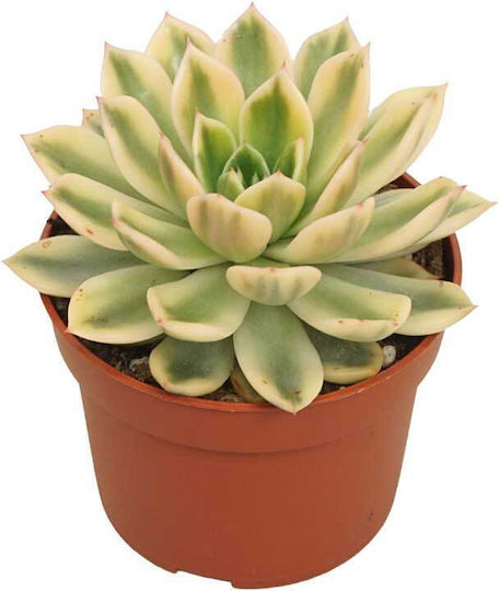 Echeveria Mira 'variegata' 10.5cm