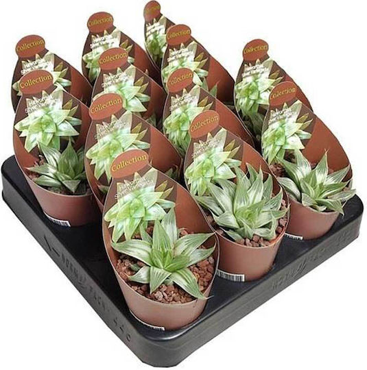 Haworthia Silver Variegata 6,5cm