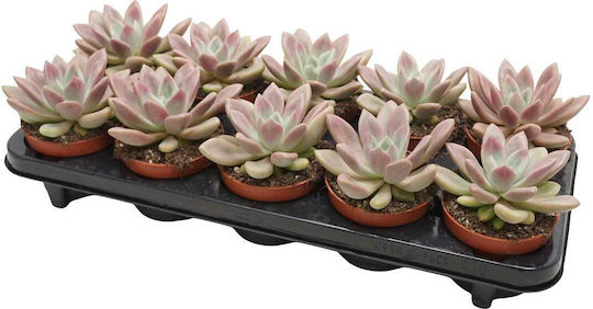 Pachyveria 'rosy Crow' 10.5cm