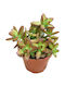 Sedum Firestorm 10.5cm