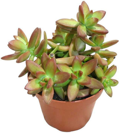 Sedum Firestorm 10.5cm