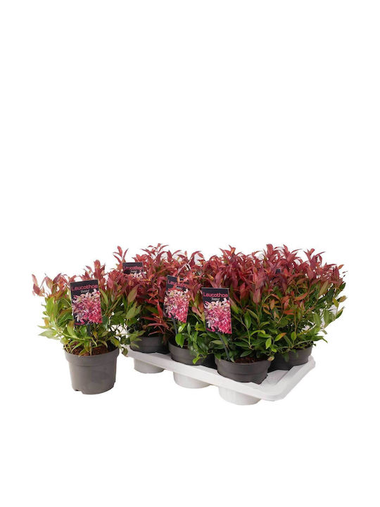 Leucothoe 'zeblid' 17cm Leucothoe 'zeblid' 17cm