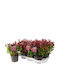 Leucothoe 'zeblid' 17cm