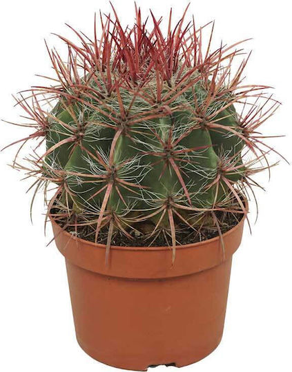 Ferokaktus Stainesii 13cm Ferokaktus Stainesii 13cm