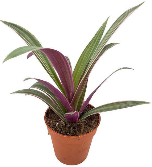 Tradescantia Sitara 9cm Tradescantia Sitara 9cm
