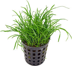 Ζωντανα Φυτα Ενυδρειου Lilaeopsis Mauritiana