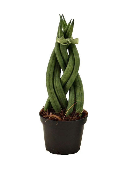 Σανσιβέρια Κυλινδρική Πλεκτή Mini Π 5cm X Υ 15 Cm Milvaflowers Σανσιβέρια Κυλινδρική Πλεκτή Mini Π 5cm X Υ 15 Cm Milvaflowers